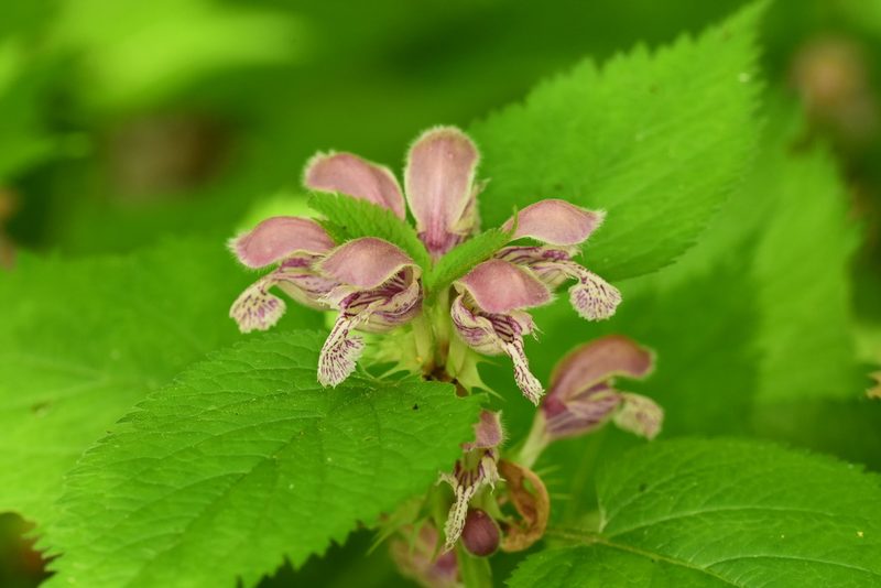 Lamium orvala, photographed by Thorsten Hackbarth