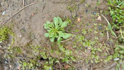 Androsace filiformis, photographed by Tatiana Strus