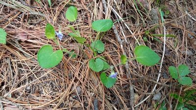 Viola rupestris, photographed by Tatiana Strus