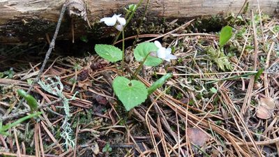 Viola selkirkii, photographed by Tatiana Strus