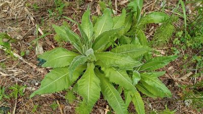 Cirsium heterophyllum, photographed by Tatiana Strus