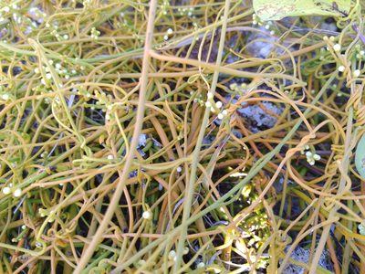Cassytha filiformis, photographed by Ben