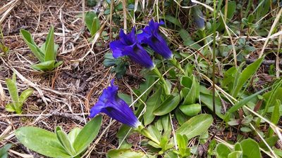 Gentiana acaulis, photographed by Philipp