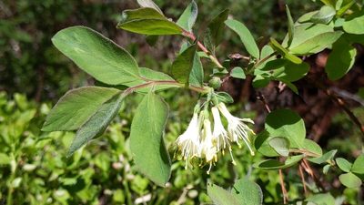 Lonicera caerulea, photographed by Philipp