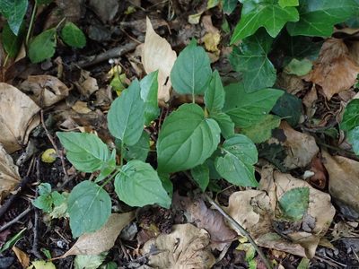 Circaea lutetiana, photographed by Daniel Cahen