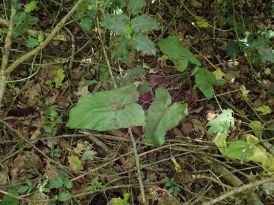 Arum maculatum, photographed by Daniel Cahen