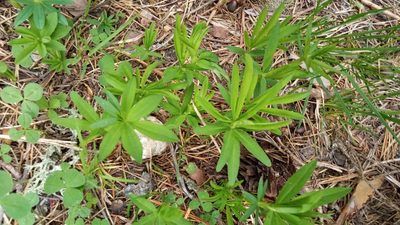 Trifolium lupinaster, photographed by Tatiana Strus