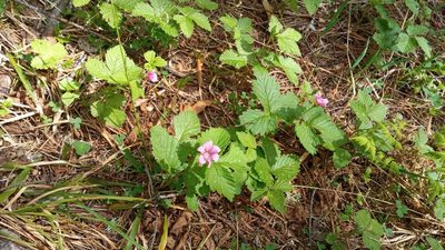 Rubus arcticus, photographed by Tatiana Strus