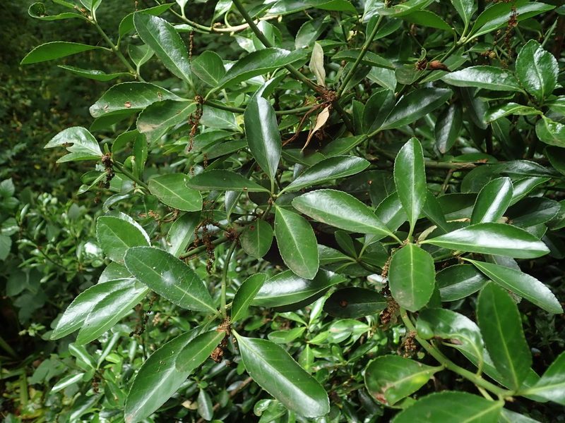 Euonymus japonicus, photographed by Daniel Cahen