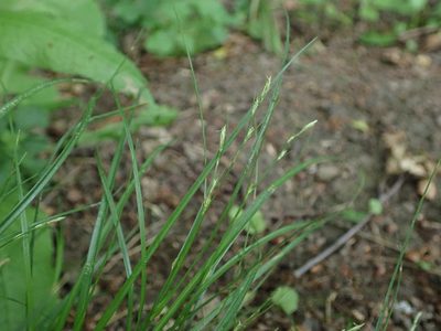 Carex remota, photographed by Daniel Cahen