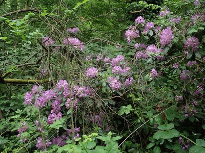 Rhododendron ponticum, photographed by Daniel Cahen
