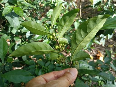 Solanum diphyllum, photographed by 五色鳥