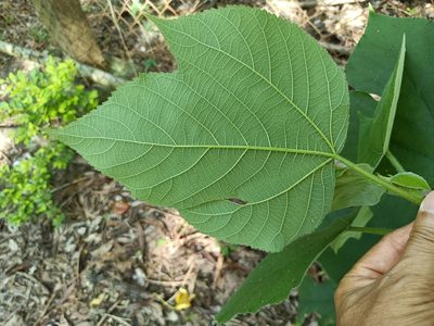 Broussonetia papyrifera, photographed by 五色鳥