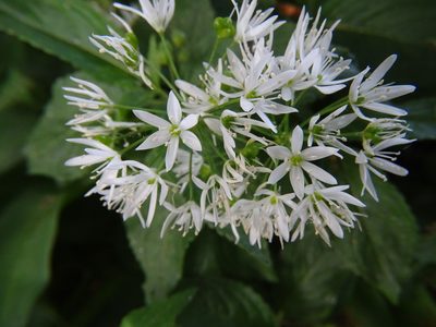 Allium ursinum, photographed by Zeke Marshall