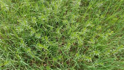 Galium mollugo, photographed by Tatiana Strus