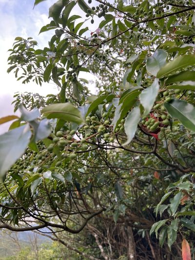 Elaeocarpus japonicus, photographed by teresa lo