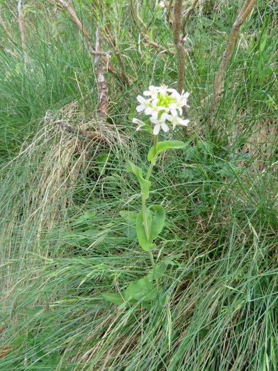 Fourraea alpina, photographed by Marco Mussita