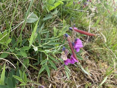 Lathyrus linifolius, photographed by johnoved