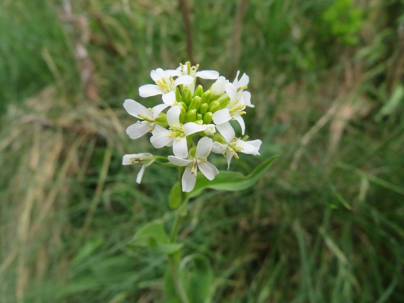 Fourraea alpina, photographed by Marco Mussita