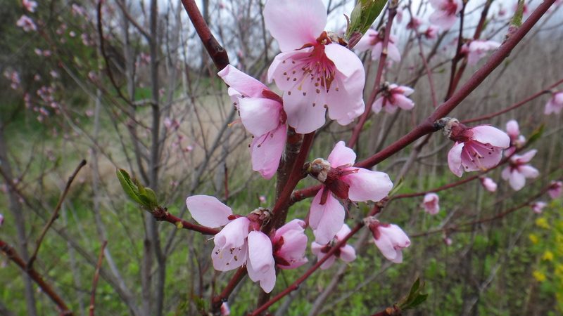 Prunus persica, photographed by Sashko