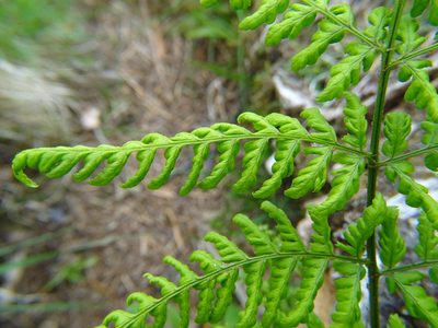 Dryopteris dilatata, photographed by Zeke Marshall