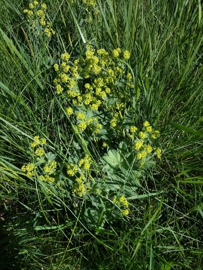 Alchemilla monticola, photographed by Vladimír Fuka