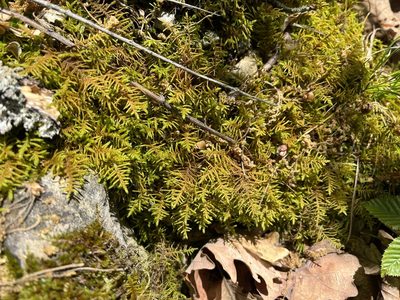 Abietinella abietina, photographed by Pavel Kacl