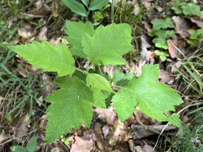 Torminalis glaberrima, photographed by Pavel Kacl