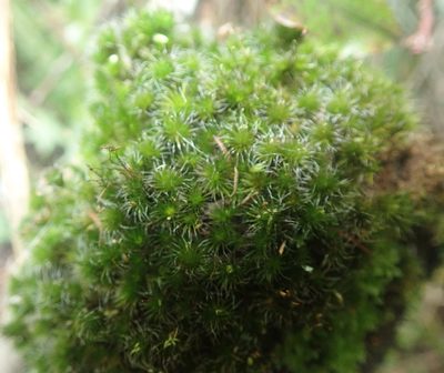 Campylopus introflexus, photographed by Jenny Christianson