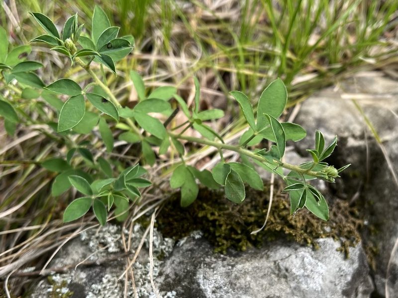 Cytisus nigricans, photographed by Pavel Kacl