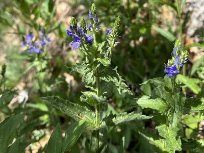 Veronica teucrium, photographed by Pavel Kacl