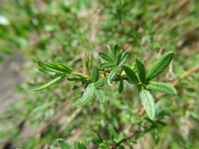 Dasiphora fruticosa, photographed by Zeke Marshall