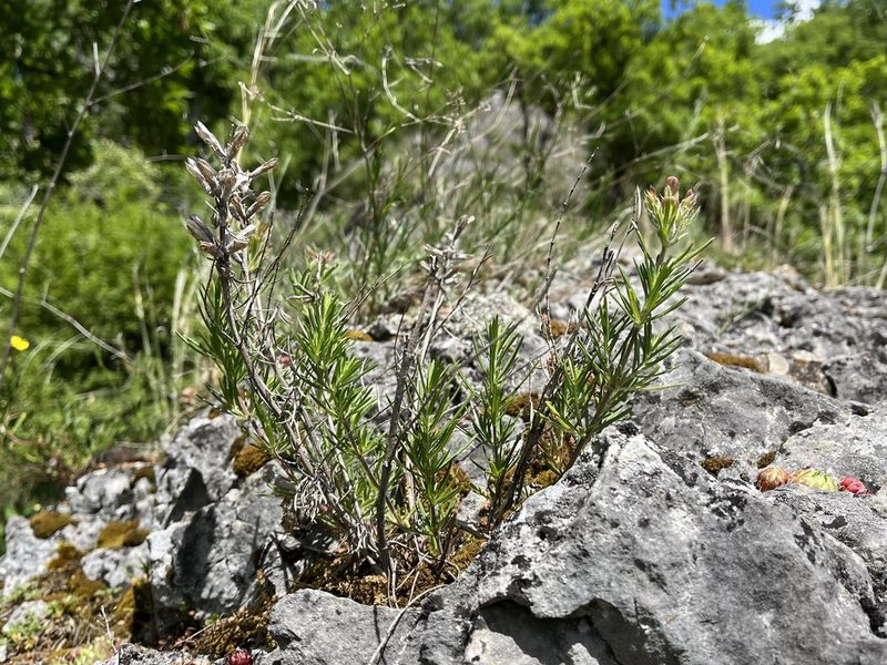 Dracocephalum austriacum, photographed by Pavel Kacl