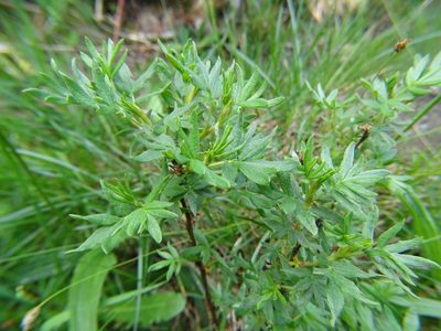 Dasiphora fruticosa, photographed by Zeke Marshall