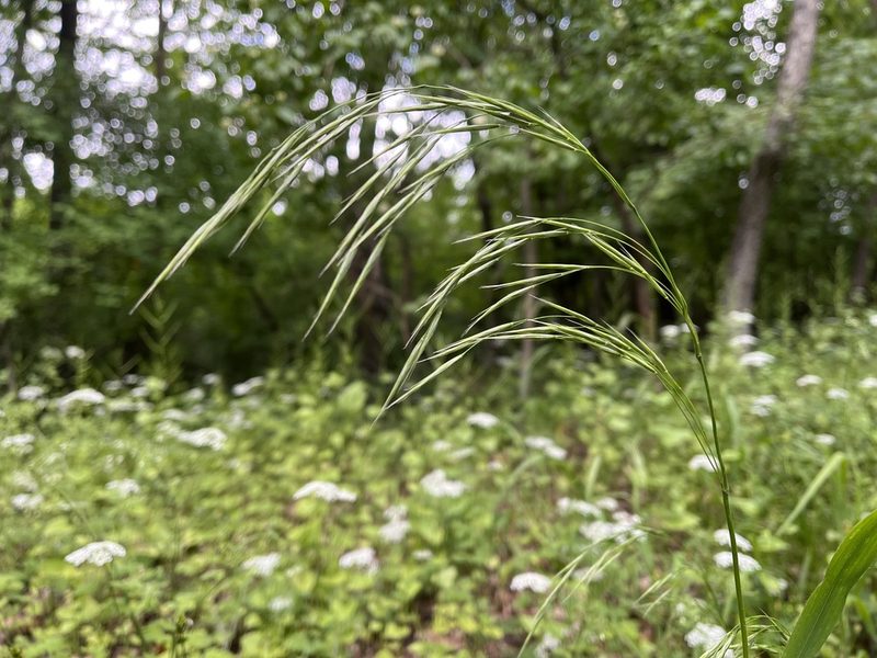 Bromus benekenii, photographed by Pavel Kacl