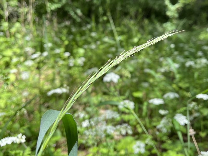 Elymus caninus, photographed by Pavel Kacl