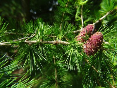 Larix decidua, photographed by Zeke Marshall