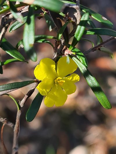 Hibbertia linearis, photographed by Andrew Harvey