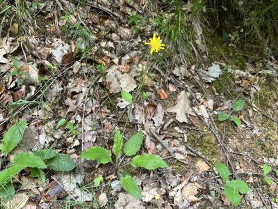 Hieracium murorum, photographed by Pavel Kacl