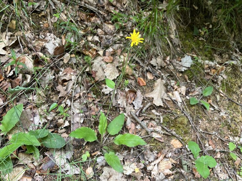 Hieracium murorum, photographed by Pavel Kacl