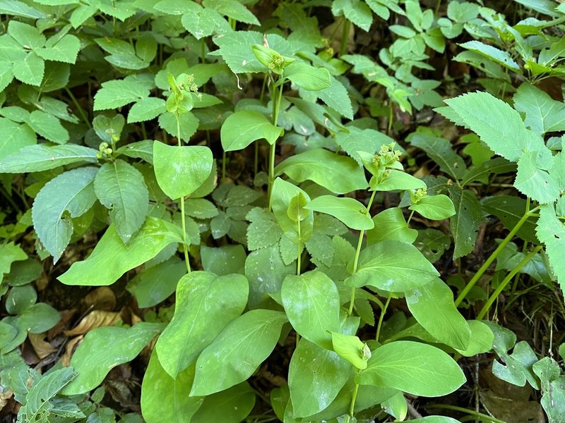 Bupleurum longifolium, photographed by Pavel Kacl