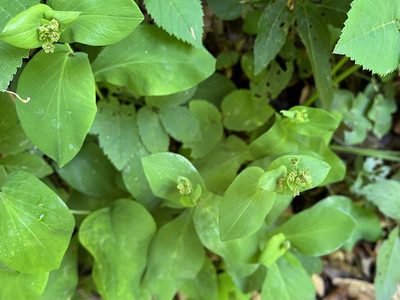 Bupleurum longifolium, photographed by Pavel Kacl
