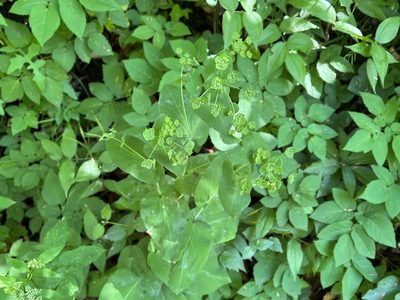 Bupleurum longifolium, photographed by Pavel Kacl