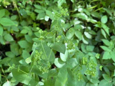 Bupleurum longifolium, photographed by Pavel Kacl