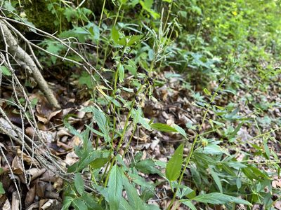 Cardamine bulbifera, photographed by Pavel Kacl