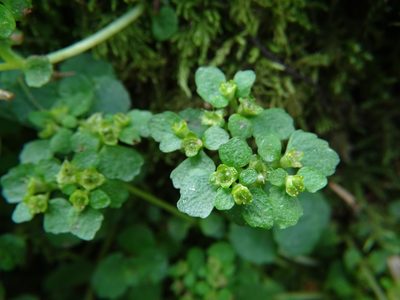 Chrysosplenium oppositifolium, photographed by Zeke Marshall
