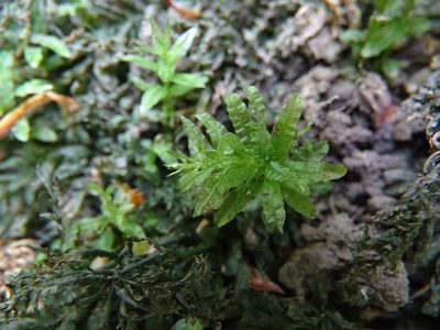 Plagiomnium undulatum, photographed by Zeke Marshall