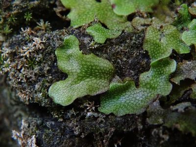 Conocephalum salebrosum, photographed by Zeke Marshall