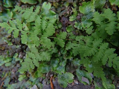 Cystopteris fragilis, photographed by Zeke Marshall