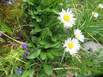 Aster bellidiastrum, photographed by Marco Mussita